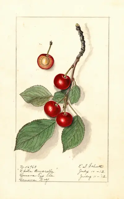 Prunus avium: Spate Amarelle av Ellen Isham Schutt