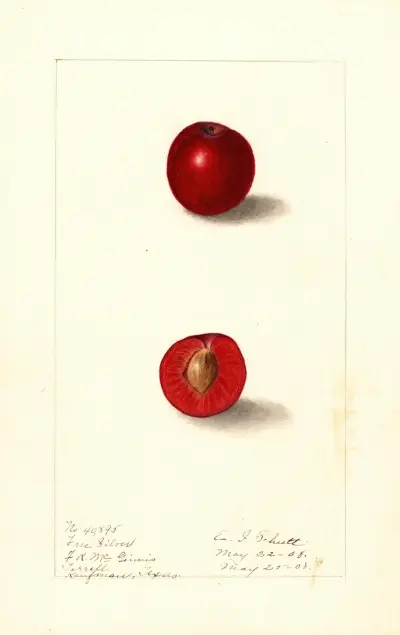 Prunus domestica: Free Silver av Ellen Isham Schutt