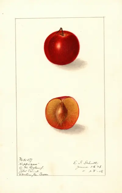 Prunus domestica: Happiness av Ellen Isham Schutt