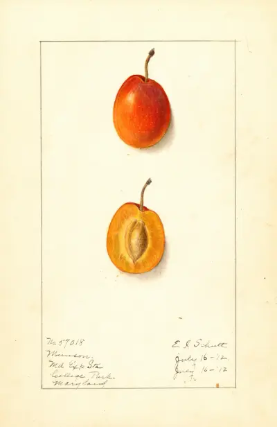 Prunus domestica: Munson av Ellen Isham Schutt