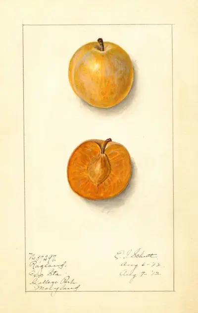 Prunus domestica: Ragland av Ellen Isham Schutt