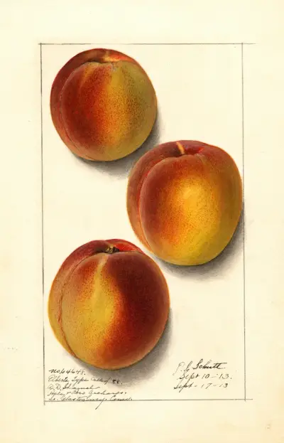 Prunus persica: Elberta av Ellen Isham Schutt