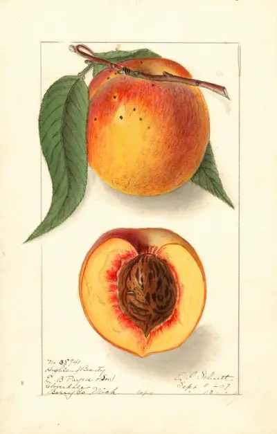 Prunus persica: Highland Beauty av Ellen Isham Schutt