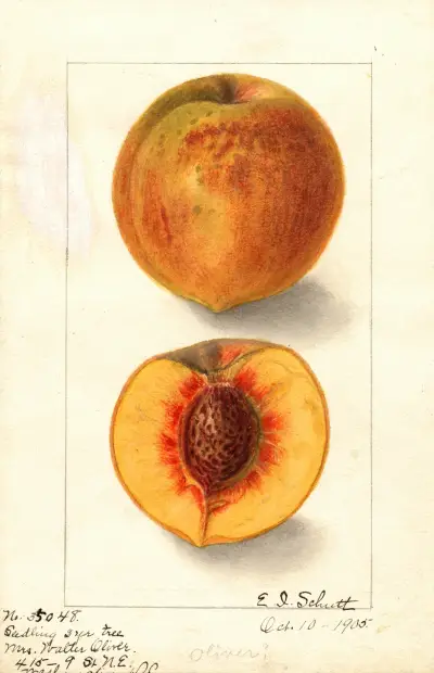 Prunus persica: Oliver av Ellen Isham Schutt