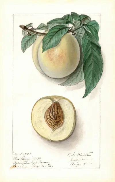 Prunus persica: Red River av Ellen Isham Schutt