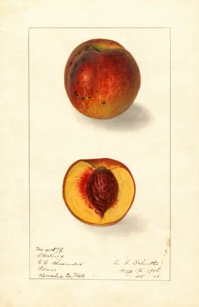 Prunus persica: Sterling av Ellen Isham Schutt