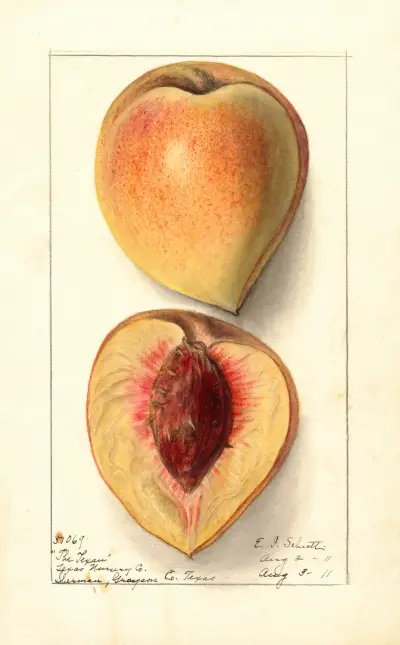 Prunus persica: Texan av Ellen Isham Schutt