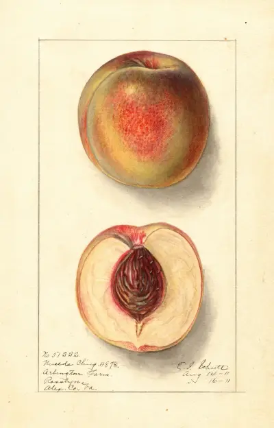 Prunus persica: Uneeda Cling av Ellen Isham Schutt