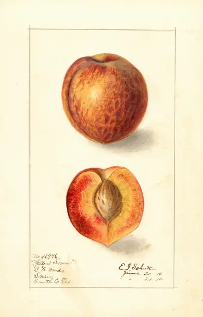 Prunus persica: Yellow Swan av Ellen Isham Schutt