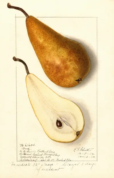 Pyrus communis: Bosc, 1912 – nr 2 av Ellen Isham Schutt