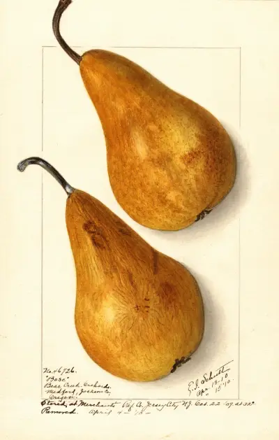 Pyrus communis: Bosc av Ellen Isham Schutt