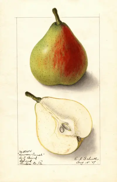 Pyrus communis: Lawson Comet av Ellen Isham Schutt