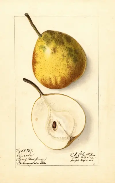 Pyrus communis: Lincoln av Ellen Isham Schutt