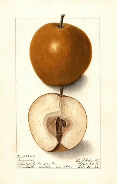 Pyrus communis: Magnolia av Ellen Isham Schutt
