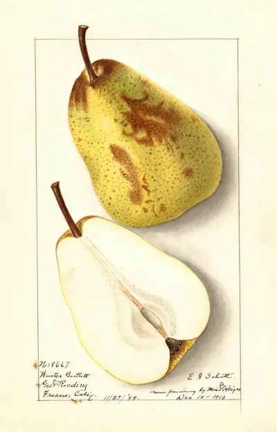 Pyrus communis: Winter Bartlett av Ellen Isham Schutt