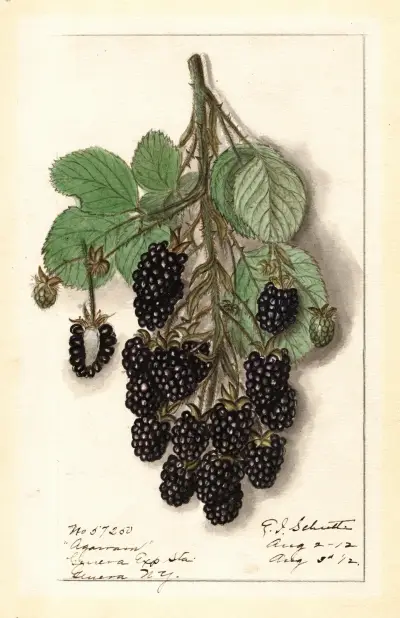 Rubus: Agawam av Ellen Isham Schutt