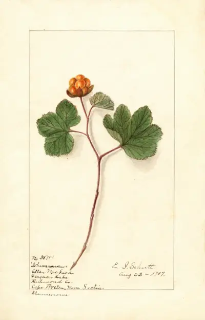 Rubus chamaemorus av Ellen Isham Schutt
