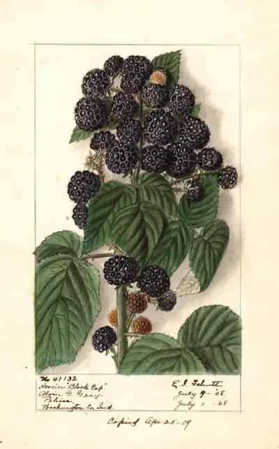 Rubus: Hoosier Black Cap av Ellen Isham Schutt