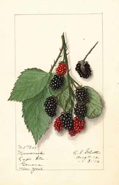 Rubus: Minnervaski av Ellen Isham Schutt