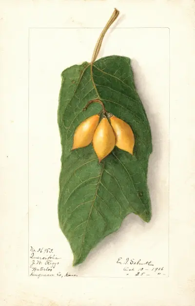 Vasconcellea quercifolia av Ellen Isham Schutt