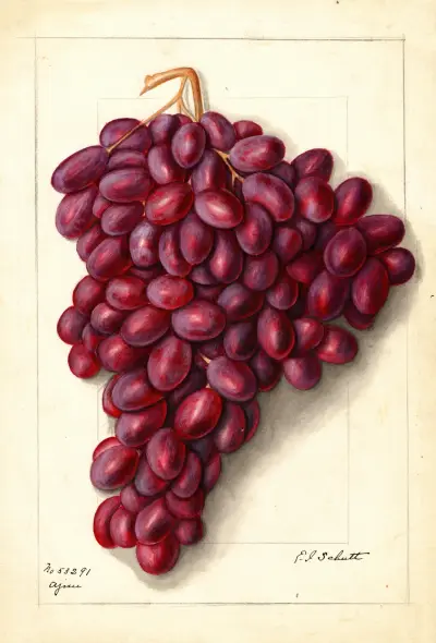 Vitis: Ajun av Ellen Isham Schutt