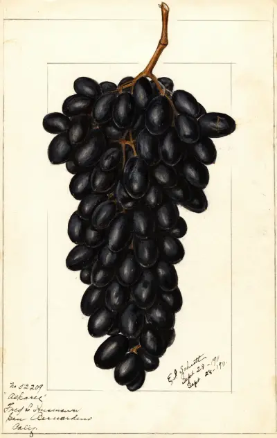 Vitis: Askarie av Ellen Isham Schutt