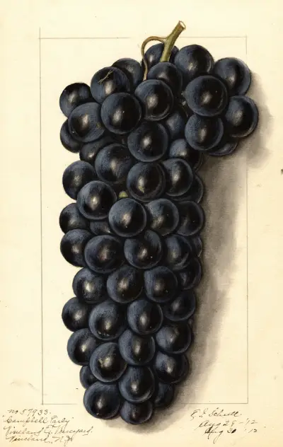 Vitis: Campbells Early av Ellen Isham Schutt