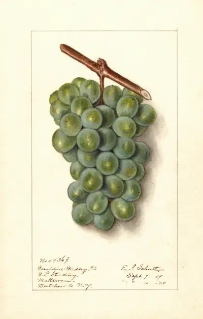 Vitis: Geraldine Studley av Ellen Isham Schutt