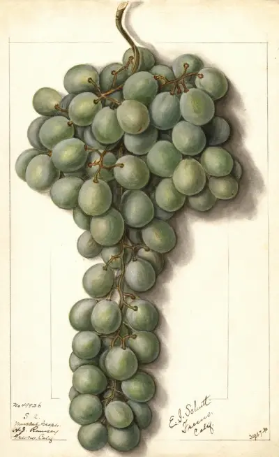 Vitis: Mascat av Ellen Isham Schutt