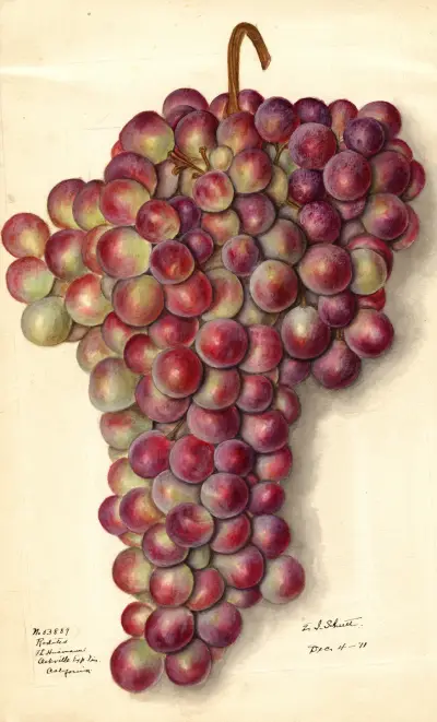 Vitis: Rodites av Ellen Isham Schutt