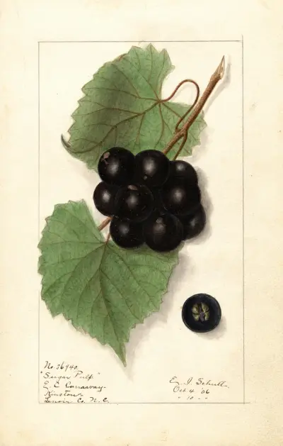 Vitis: Sockerpulp av Ellen Isham Schutt