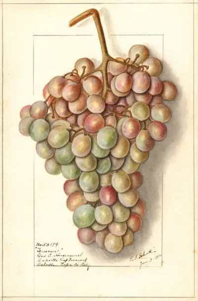 Vitis: Teneron av Ellen Isham Schutt