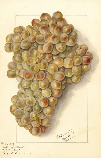 Vitis: Ulliade Blanche d’Ambre av Ellen Isham Schutt
