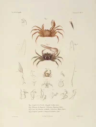 Voyage autour du monde Pl.062 av Louis-Isidore Duperrey