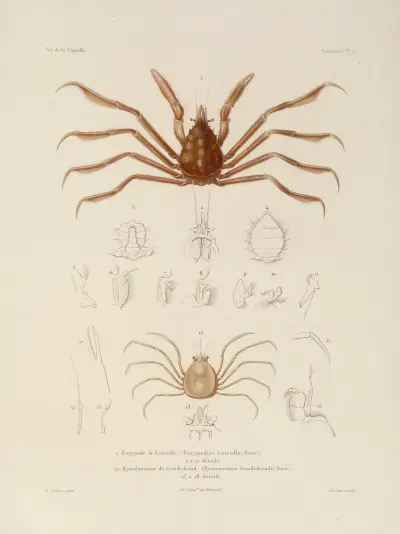 Voyage autour du monde Pl.063 av Louis-Isidore Duperrey