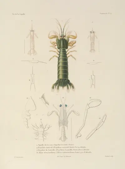 Voyage autour du monde Pl.065 av Louis-Isidore Duperrey