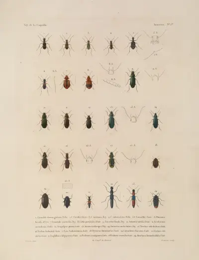 Voyage autour du monde Pl.066 av Louis-Isidore Duperrey