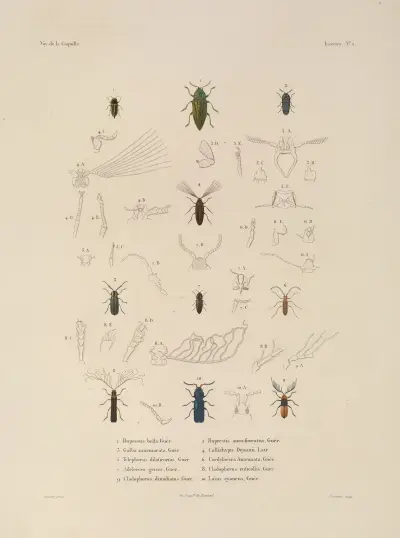 Voyage autour du monde Pl.067 av Louis-Isidore Duperrey