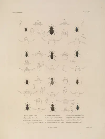 Voyage autour du monde Pl.069 av Louis-Isidore Duperrey