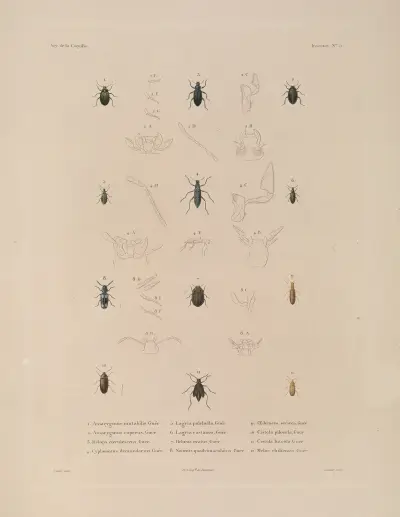 Voyage autour du monde Pl.070 av Louis-Isidore Duperrey