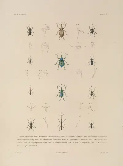 Voyage autour du monde Pl.071 av Louis-Isidore Duperrey
