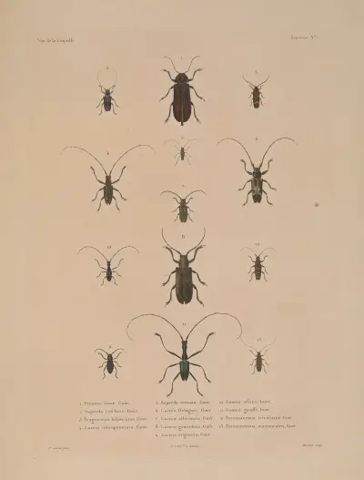 Voyage autour du monde Pl.072 av Louis-Isidore Duperrey