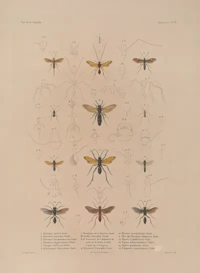 Voyage autour du monde Pl.073 av Louis-Isidore Duperrey