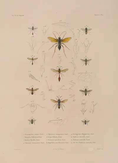 Voyage autour du monde Pl.074 av Louis-Isidore Duperrey