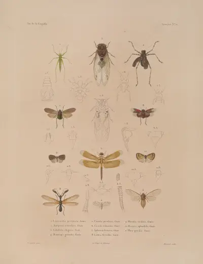 Voyage autour du monde Pl.075 av Louis-Isidore Duperrey