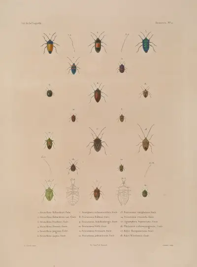 Voyage autour du monde Pl.076 av Louis-Isidore Duperrey