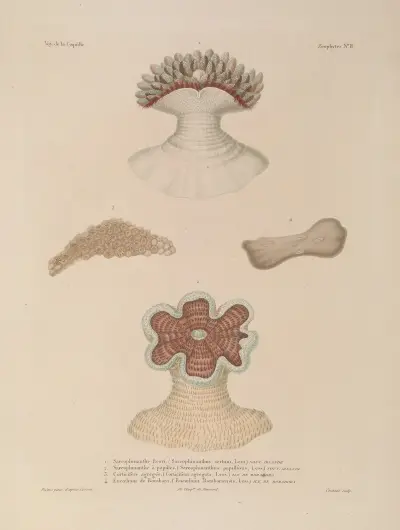 Voyage autour du monde Pl.095 av Louis-Isidore Duperrey