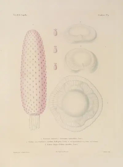 Voyage autour du monde Pl.096 av Louis-Isidore Duperrey