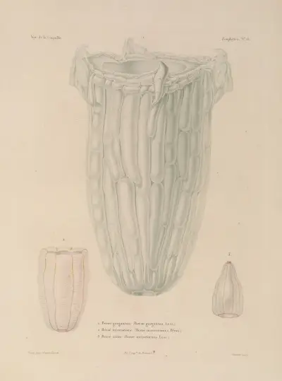 Voyage autour du monde Pl.102 av Louis-Isidore Duperrey