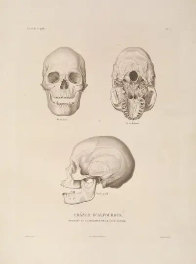 Voyage autour du monde Pl.104 av Louis-Isidore Duperrey